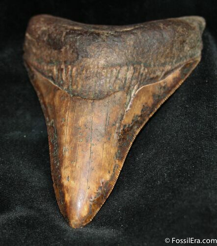 Serrated Megalodon Tooth From Georgia #936